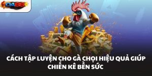 Cách Tập Luyện Cho Gà Chọi Hiệu Quả Giúp Chiến Kê Bền Sức