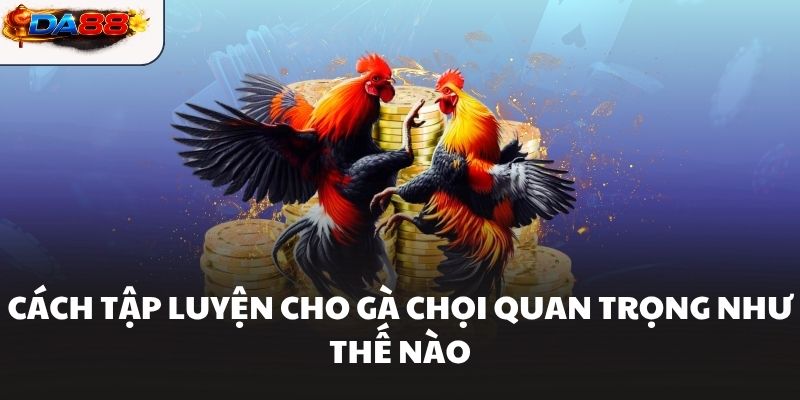  Cách tập luyện cho gà chọi quan trọng như thế nào